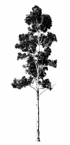 Australian Tree Tattoo, Gum Tree Illustration, Eucalyptus Tree Illustration, Detailed Tree Drawing, Gum Tree Drawing, Eucalyptus Tree Drawing, Eucalyptus Tree Tattoo, Tree Drawing Silhouette, Gum Tree Tattoo