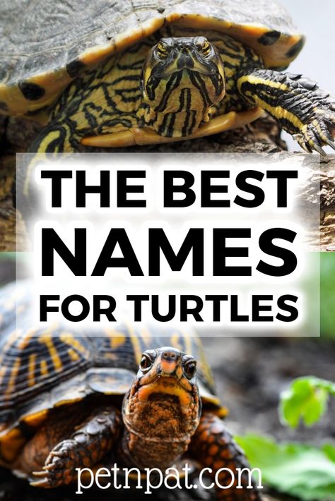 Turtle Names – Boys, Girls & Funny Names For Turtles  #turtle #pet #animal #petturtle #pets Turtle Names Ideas, Names For Turtles, Turtles Pictures, Pet Turtle Care, Turtle Diy, Turtle Pet, Turtle Terrarium, Cute Pet Names, Turtle Names