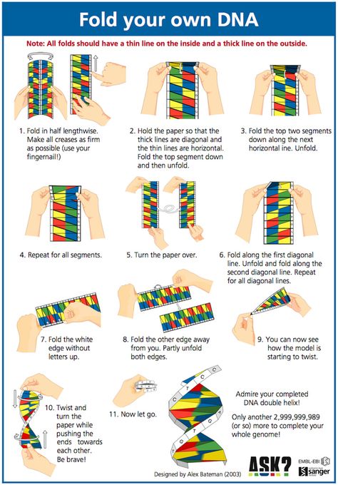 Dna Paper Model, Dna Origami, Dna Model Project, Dna Activities, Dna Facts, Dna Project, Dna Model, Reflexology Chart, Tree Tattoo Designs