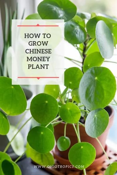 Chinese Money Plant Care, Money Tree Plant Care, Chinese Money Tree, Money Plant Care, Plant Business, Money Tree Plant, Houseplant Care, Pilea Peperomioides, Plant Care Houseplant