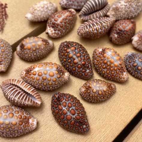 Jenner's Cowry (Pustulated Cowry or Jenneria Pustulata) These tiny shells & shell stickers are SO adorable and are perfect for DIY crafts, jewelry making, home decor, scrapbooking, water bottle art, or just something cute to place on your desk and stare at!! ** This listing is for 1 Shell & 1 Shell Sticker All shells are created by the ocean, 100% authentic & 100% unique. You may see evidence of their life in the ocean via growth marks, pinholes, small chips, etc.. Colors may vary from screen to real life. Shell Sticker, Water Bottle Art, Tiny Shells, Crafts Jewelry Making, By The Ocean, Crafts Jewelry, Diy Crafts Jewelry, In The Ocean, Bottle Art