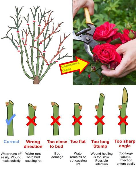 Source link: https://www.facebook.com/photo/?fbid=122126805926222214&set=a.122115970766222214 Trim Rose Bushes, When To Prune Roses, Prune Roses, Rose Bush Care, Rose Pruning, Rose Plant Care, Pruning Roses, Knockout Roses, Rose Care