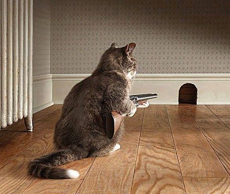 mouse hunting... Haiwan Lucu, Cat Quotes Funny, Haiwan Peliharaan, Cat Quotes, Funny Cat Pictures, Funny Animal Pictures, On The Floor, Crazy Cat Lady, 귀여운 동물