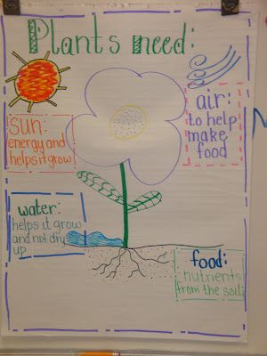 A graphic organizer to help students remember what a plant needs to stay alive! Grade 3 Science, Kindergarten Spring, Science Anchor Charts, 1st Grade Science, First Grade Science, Plant Science, Kindergarten Science, Science Units, Preschool Science