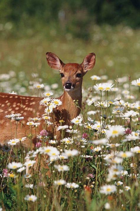 Deer Wallpaper, Matka Natura, Pretty Animals, A Deer, Baby Deer, Cute Animal Pictures, Forest Animals, Animal Photo, Cute Little Animals