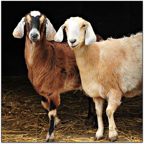 Anglo Nubian Goats, G.o.a.t Wallpaper, Nubian Goats, Nubian Goat, Two Of A Kind, Down On The Farm, A Cross, Old English, Farm Animals