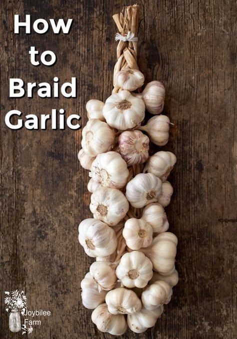 The best way for preserving garlic at home is by braiding. Braided garlic needs no refrigeration, doesn't need a root cellar, and thrives just hanging in your kitchen. Braid Garlic, Braided Garlic, Preserving Garlic, Garlic Farm, Harvesting Garlic, Farm Diy, Garlic Bulbs, How To Store Garlic, Garlic Storage