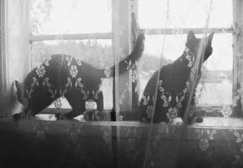 Two Cats, The Window, Curtains, Black