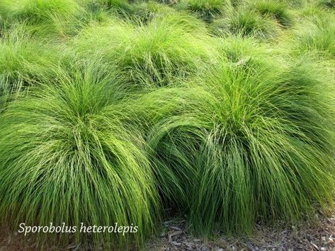 Sporobolus Heterolepis, Mexican Feather Grass, Prairie Planting, Lawn Alternatives, Ornamental Grass, Grasses Landscaping, Grasses Garden, Hardy Plants, Fall Plants