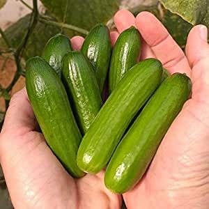 Snack Cucumber, Garden Tool Holder, Trellis Netting, Cucumber Trellis, Mini Cucumbers, Garden Catalogs, Cucumber Seeds, Growing Cucumbers, Urban Farmer