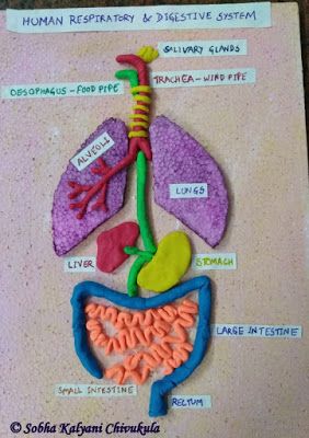 Model of Human Respiratory and Digestive System for Class 3 Students Respiratory System Projects, Digestive System Project, Digestive System For Kids, Digestive System Model, Human Body Systems Projects, Body Systems Project, Human Respiratory System, Human Body Projects, Human Body Science