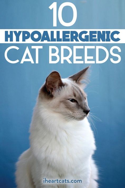 Hypoallergenic Cat Breeds, Types Of Cats Breeds, Cat Breeds Hypoallergenic, Internet Slang, Best Cat Breeds, Russian Cat, Hypoallergenic Cats, Cat Hacks, Cat Dander