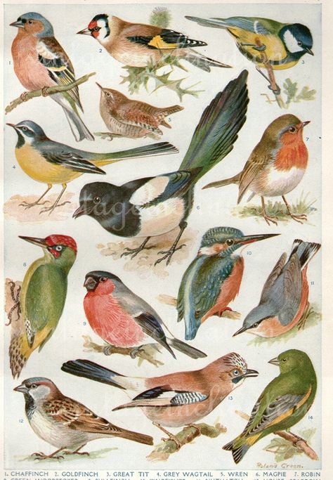 Vintage British birds illustration Nature Explorer, Botanisk Illustration, Illustration Botanique, Antique Illustration, Vintage Bird, Scientific Illustration, Illustration Vintage, Art Et Illustration, Bird Drawings