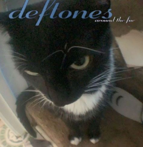 Deftones Pfp, Deftones Cat, Fish Pfp, Fish Eye Pfp, Music Pfp, Funny Pictures With Words, Eye Pfp, Cat Band, Cats Pretty