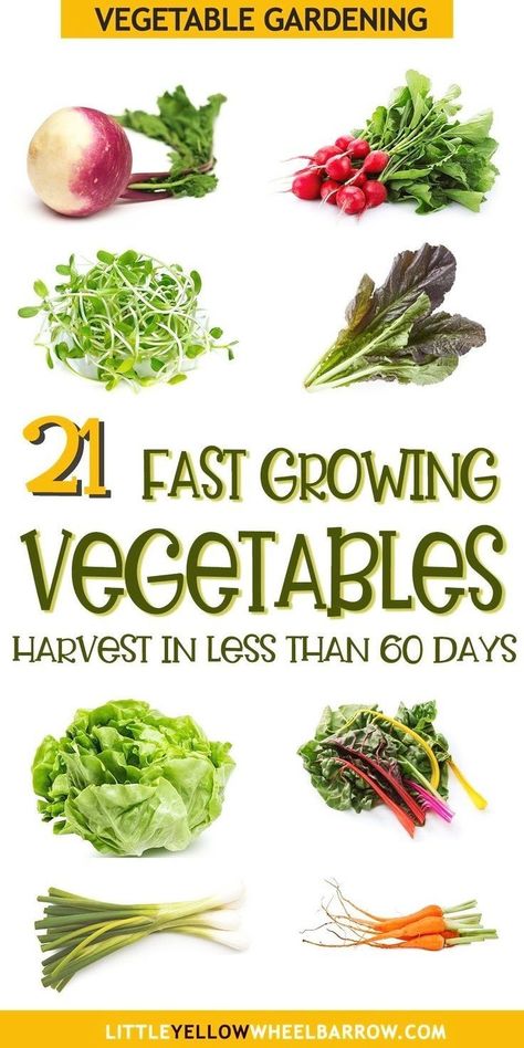 This list of 21 fast growing crops for your vegetable garden will have you growing vegetables that will be harvestable in 60 days or less! You'll always have fresh produce if you include these plants in your garden design to compliment later season crops. Planting fast growing vegetables even lets you plant two harvests in one garden bed in the same year! Growing Crops, Fast Growing Vegetables, Zucchini Plants, Garden Fruit, Container Vegetables, Turnip Greens, Bush Beans, Garden Plots, Beet Greens