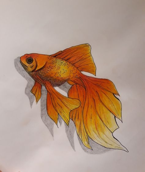 Goldfish Drawing Simple, Goldfish Watercolor Easy, Goldfish Drawing Reference, Fancy Goldfish Drawing, Guppy Fish Drawing, Pretty Fish Drawing, How To Draw Goldfish, Goldfish Drawing Easy, Fish Art Reference