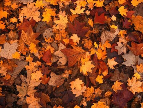 Chain Photography, Autumn Backdrop, Winter Candle, Stars Hollow, Autumn Scenery, Fall Pictures, Arte Animal, Fall Aesthetic, Autumn Cozy