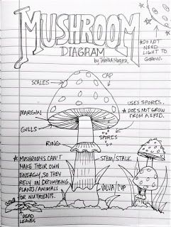 Parts Of A Mushroom, Nature Journaling, English Projects, Draw Shapes, Education Inspiration, All My Heart, Elementary Art Projects, Forest School, Preschool Science