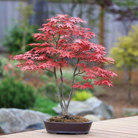 Japanese Maple Bonsai, Garden Bonsai Tree, Maple Bonsai, Bonsai Tree Types, Bonsai Techniques, Mini Zen Garden, Sensory Garden, Asian Garden, Japanese Maple Tree