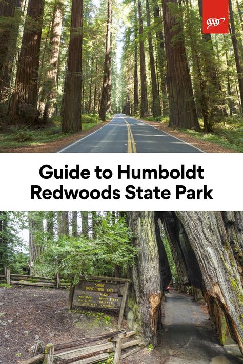 Visit Humboldt Redwoods State Park in Northern California to see the Avenue of the Giants, Rockefeller Forest—where 3,000-year-old redwoods still stand—and Shine Drive-Thru Tree. Learn more about hiking and camping opportunities, too. Avenue Of The Giants, Humboldt Redwoods State Park, Coastal Redwood, Hiking And Camping, Redwood Tree, River Trail, Park Trails, Redwood Forest, The Giants