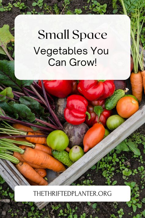 Tiny Vegetable Garden, Small Space Vegetable Garden, Potted Vegetable Garden, Small Vegetable Garden, Harvest Vegetables, Vegtable Garden, Easiest Flowers To Grow, Huge Garden, Determinate Tomatoes