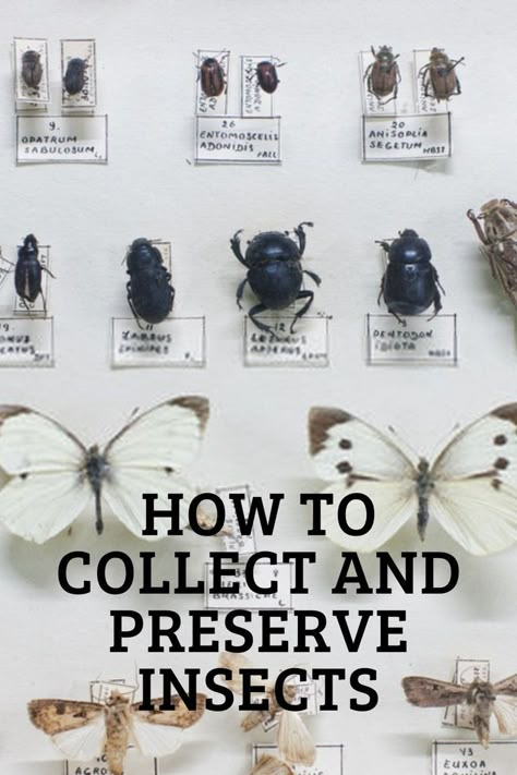 How to Collect and Preserve Insects Entomology Decor, Insect Display, Bug Taxidermy, Insect Box, Oddities Collection, Oddities Decor, Taxidermy Decor, Butterfly Taxidermy, Insect Taxidermy