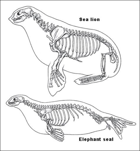 Elephant sea skeleton. Elephant Anatomy, Sea Elephant, Mammals Activities, Elephant Seals, Animal Skeleton, Skeleton Drawings, Elephant Seal, Animal Skeletons, Animal Bones