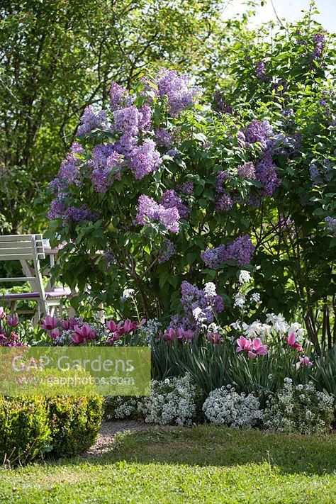 Syringa vulgaris underplanted with Tulipa and Lobularia Syringa Vulgaris Tree, Lilac Garden Ideas, Lilac Tree Landscaping, Syringa Flower, Lilac Tulips, Wildflower Centerpieces, Lilac Garden, Syringa Vulgaris, Lilac Tree