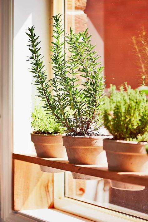 Herb Window, Window Herb Garden, Kitchen Window Sill, Hanging Herbs, Plant Window, Herb Garden In Kitchen, Plant Kitchen, Kitchen Plants, Indoor Window