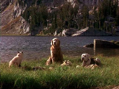 Homeward Bound Movie, Bound Movie, Best Kid Movies, The Incredible Journey, Kids Movies, Disney Cats, The Best Movies, Tv Dinner, Homeward Bound