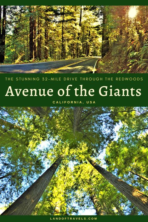 Visiting Avenue Of The Giants: A detailed travel guide on how to make the most of your visit to this scenic 32-mile drive through Humboldt Redwoods State Park in California - Land of Travels #avenueofthegiants #california #usa #travel #redwoods #humboldtredwoodsstatepark #travelguide #hiking #camping #nature #roadtrip #familytrip #sanfrancisco #sfo #sfdaytrips #oregon #eureka #pacificcoasthighway #westcoast #adventure #bucketlist #destinations #landoftravels Redwood State Park California, Redwoods Vacation, Avenue Of The Giants, Redwoods California, Humboldt Redwoods State Park, Eureka California, Coast Redwood, Oregon Trip, California Redwoods