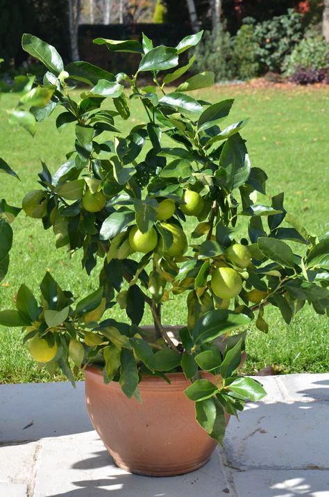 Citrus In Pots, Lemon Tree Potted, Key Lime Tree, Fruit Trees In Containers, Growing Citrus, Citrus Tree, Tattoo Plant, Citrus Plant, Growing Fruit Trees