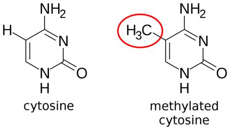 What is the Difference Between DNA Methylation and Histone Acetylation Check more at https://in4arts.com/what-is-the-difference-between-dna-methylation-and-histone-acetylation.html Dna Methylation, What Is The Difference Between