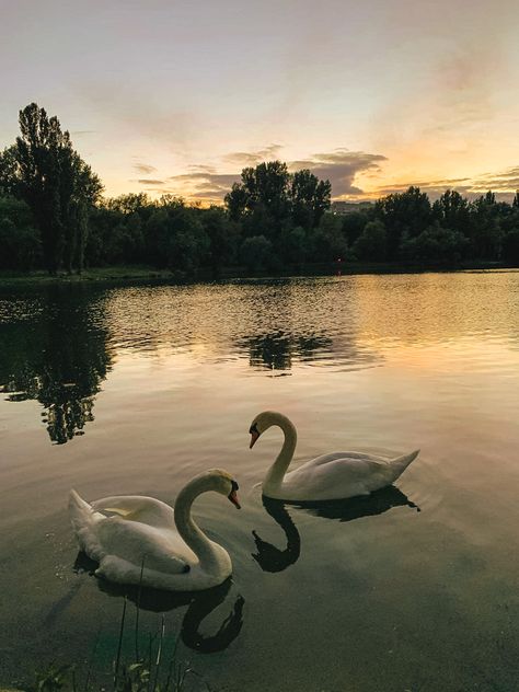 Swans In A Lake, Swan Wallpaper Laptop, Pink Swan Wallpaper, Swan Drawing Aesthetic, Corrine Core, Swan Wallpaper Aesthetic, Lindsey Core, Swans Aesthetic, White Swan Aesthetic