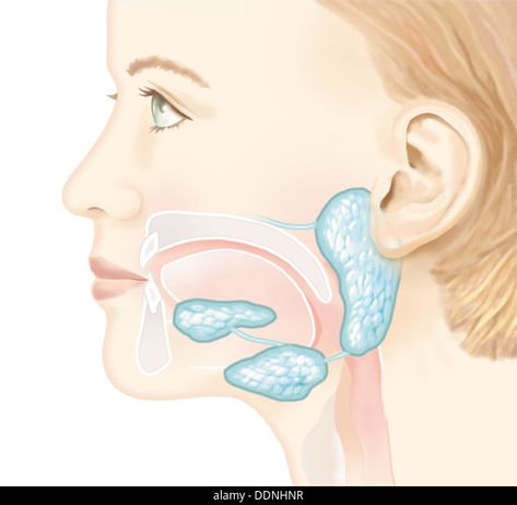 Human Tongue, Salivary Glands, Parotid Gland, Human Digestive System, Woman Stock Photo, Gastrointestinal Disease, Salivary Gland, Medical School Inspiration, Engraving Illustration