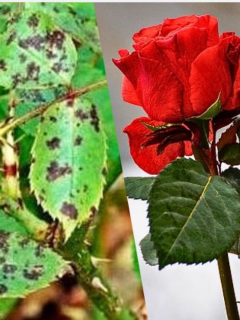 Black Spot on Rose Leaves: Causes & Solutions - Voice of Plant Black Spot On Roses, Plant Leaves Turning Yellow, Tulsi Plant, Rose Plant, Rose Care, Indoor Plant Care, Crassula Ovata, Jade Plants, Rose Leaves