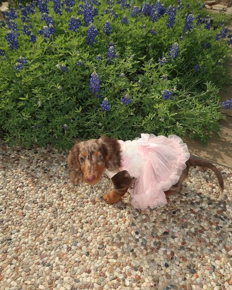 I fear I ate this look up 💕🌸🎀 #indytheminidoxie #dachshund #dachshundsofinstagram #minidachshund #miniaturedachshund #sausagedog #weeniedog #weinerdog #longhaireddachshund #dappledachshund Daschund Aesthetics, Long Haired Weiner Dogs, Long Haired Dapple Dachshund, Dachshund Aesthetic, Piebald Dachshund, Longhaired Dachshund, Dream Puppy, Pet Bunny Rabbits, Dachshund Dogs