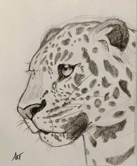 A Pencil, Pencil Drawing, Jaguar, Pencil, Art