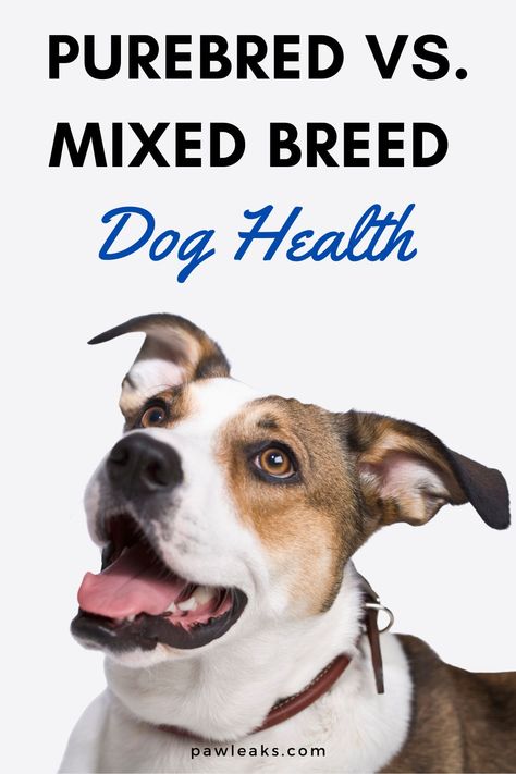 Some people believe mutts are the ultimate health beasts while others insist only purebreds should be allowed to breed. In this post, you will learn if mixed breed dogs are healthier than pure breed dogs and what studies, vets and scientists have to say on this matter. #dogs #dogfacts #purebred #mixedbreed Pure Breed Dogs, Dog Behavior Problems, Designer Dogs, House Training Dogs, Dog Health Tips, Animals Quotes, Loyal Dogs, Purebred Dogs, Dog Facts