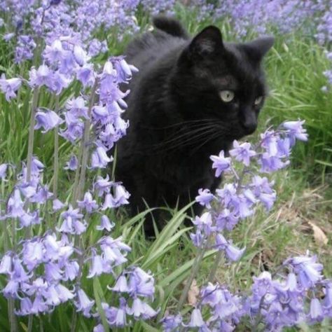 Black Cat Aesthetic, Dark Purple Flowers, Cat Flowers, Animale Rare, Cat Garden, Curious Cat, Cat People, Cat Aesthetic, Warrior Cats