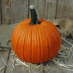 Pumpkin Mrs. Wrinkles F1 Felted Pumpkins, Pumpkin Varieties, Hey Pumpkin, Planting Pumpkins, Biggest Pumpkin, Pumpkin Wallpaper, Pumpkin Images, Pumpkin Pictures, Pumpkin Photos