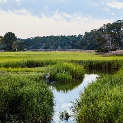 Discover the Enchanting Secrets of Daufuskie Island: Serene Beaches, Marshlands & Gullah Culture Gullah Culture, Changing Aesthetic, Daufuskie Island, Fish Gallery, Oceanfront Cottage, Southern Travel, Hiding In Plain Sight, South Carolina Beaches, Live Oak Trees