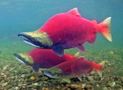 Kokanee Salmon, Just Disappear, Alaska Salmon, Red Salmon, Sockeye Salmon, Cool Fish, Salmon Fish, Salmon Fishing, Aquatic Animals