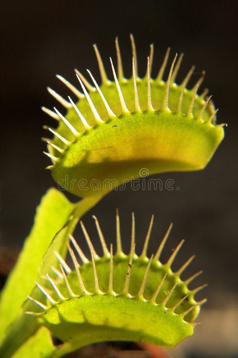 Venus Flytrap, Venus Fly Trap, Fly Traps, Carnivorous Plants, Architecture Photo, Exotic Plants, New Ideas, Nature Photos, Terrarium