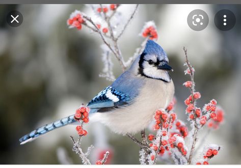 Black Oil Sunflower Seeds, Blue Jay Bird, Downy Woodpecker, Black Capped Chickadee, Common Birds, Jay Bird, Bird Watchers, December 1st, Winter Bird