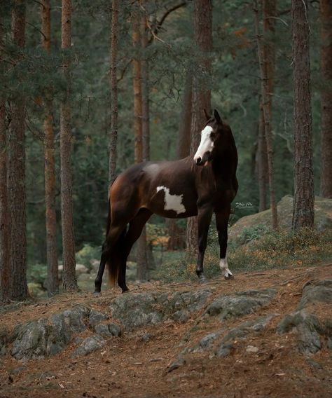 Mustang Horses Photography, Horse Looking Back, Wild Horse Aesthetic, Horse Photography Ideas, Horse Standing, Horse Pfp, Horse Lead, Wild Horse Pictures, Beautiful Horses Photography