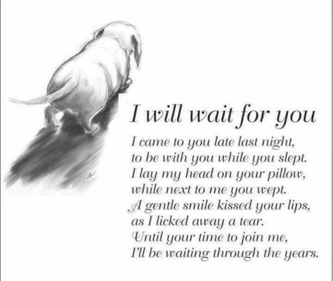 Dog Memorial Quotes, Losing A Dog Quotes, Losing A Pet Quotes, Dog Heaven Quotes, Miss My Dog, In Loving Memory Quotes, I Will Wait, Dog Quotes Love, Heaven Quotes