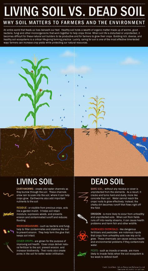 Healthy Soil, Compost Soil, Farming Techniques, Desain Lanskap, Garden Compost, Crop Rotation, Grow Plants, Sustainable Agriculture, Urban Gardening