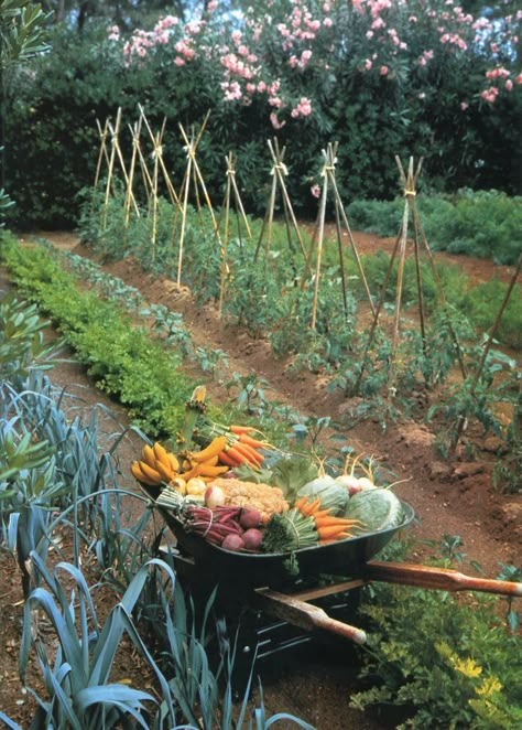 Diy Cottage Garden Fence, Organic Farm Aesthetic, Wymsical Garden, Living Off The Land Aesthetic, Homestead Astethic, Farm Lifestyle Aesthetic, Big Garden Aesthetic, In Ground Vegetable Garden Design, Large Garden Layout