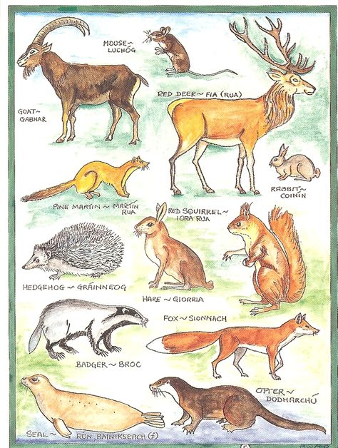 PK0166. Ireland with its mountains, bogs, lakes, rivers and farmland is a haven for wild animals, some of which are depicted on this card. Irish Wildlife, Red Squirrel, Wildlife Habitat, Flora Fauna, Red Deer, Kids Water Bottle, Flora And Fauna, Wildlife Art, Wild Animals